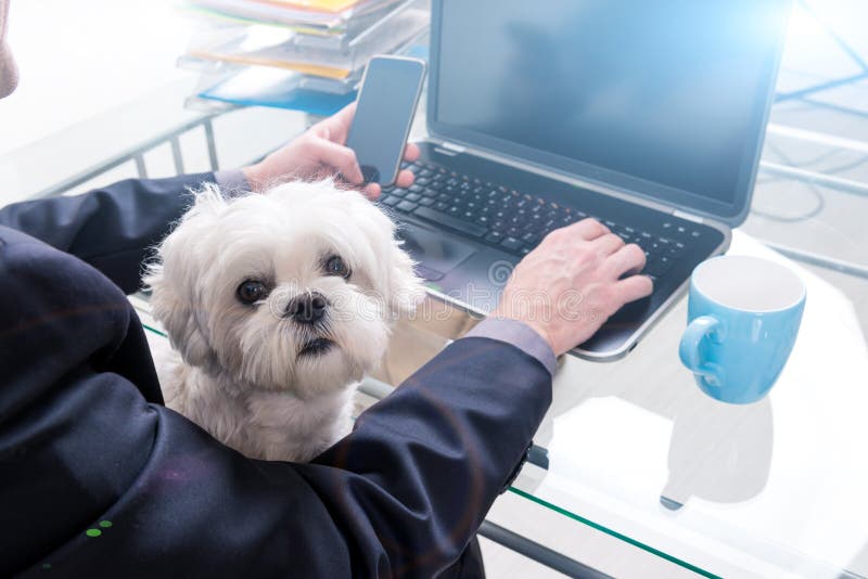 Trabajar con perros en casa o en la oficina fotos de archivo
