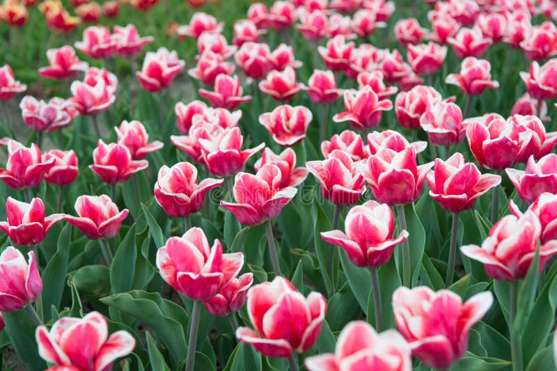 Trabajar Con Plantas. Belleza Natural Y Frescura. Tulipanes En Venta.  Muchas Flores Para Comprar. Tulipán Floreciendo En Primavera Imagen de  archivo - Imagen de color, regalo: 185417895