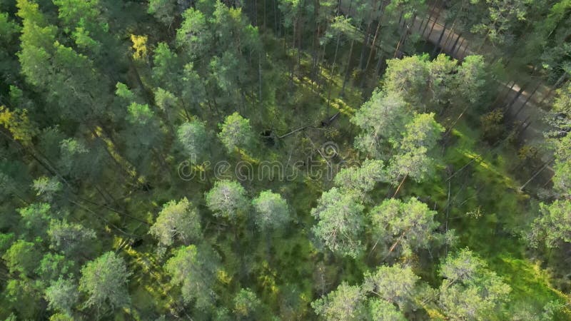 Trabajo de búsqueda para encontrar personas perdidas en el bosque usando un cuadcopter.