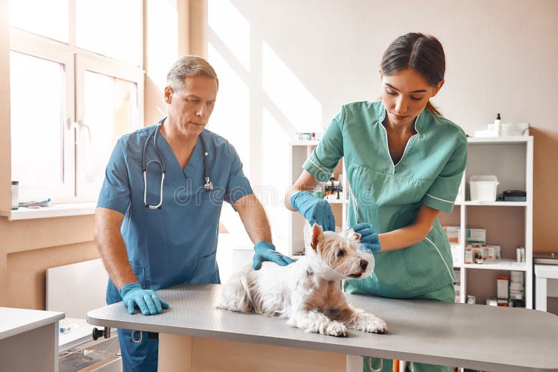 Trabajo en clínica veterinaria Un ayudante femenino joven que pone en un cuello protector en el pequeño centro lindo del rato del