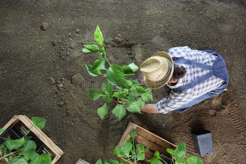 Trabajo que cultiva un huerto del hombre en el lugar del huerto una planta en la tierra de modo que pueda crecer, visi?n superior fotografía de archivo Trabajo que cultiva un huerto del hombre en el lugar del huerto una planta en la tierra de modo que pueda crecer, visi?n superior fotografía de archivo