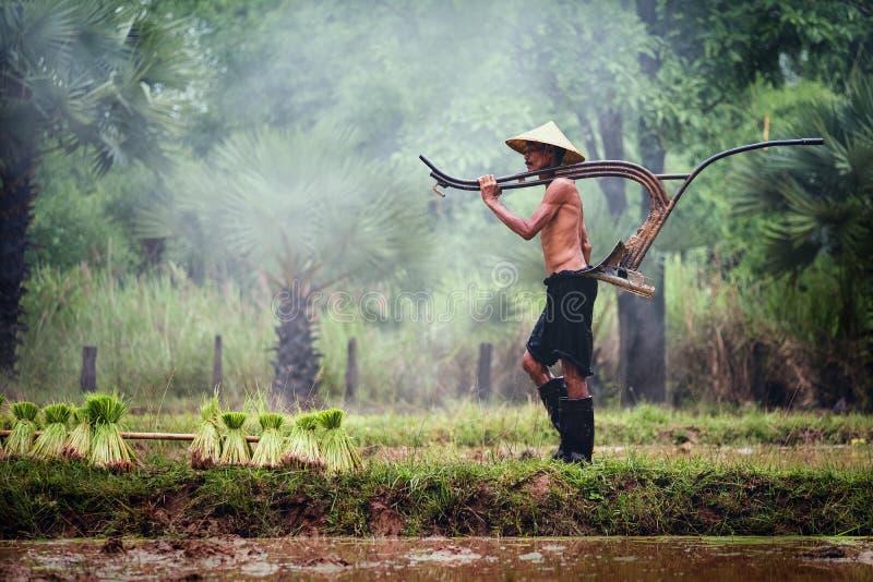 Trabajos campesinos tailandeses en el campo del arroz, campo rural de Tailandia fotos de archivo Trabajos campesinos tailandeses en el campo del arroz, campo rural de Tailandia fotos de archivo