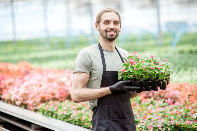 Portrait of a handsome worker of the plant farm holding flowers in the greenhouse. Portrait of a handsome worker of the plant farm holding flowers in the greenhouse