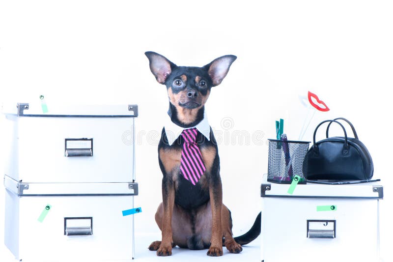 Trabalhador de escritório do cão Um cão em um laço e um colar branco no escritório Terrier de brinquedo do russo fotografia de stock royalty free Trabalhador de escritório do cão Um cão em um laço e um colar branco no escritório Terrier de brinquedo do russo fotografia de stock royalty free