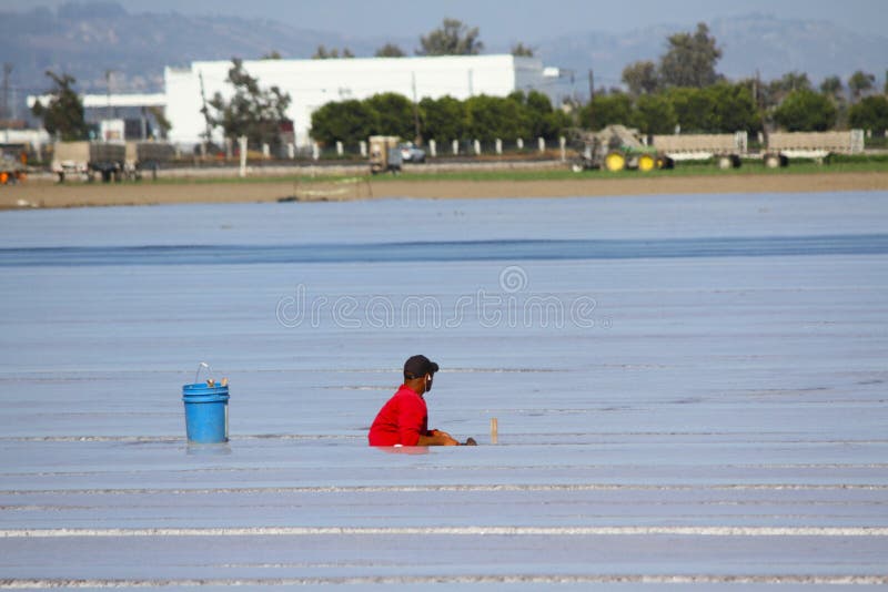 Trabalhador emigrante da Plasticulture-agricultura imagens de stock royalty free Trabalhador emigrante da Plasticulture-agricultura imagens de stock royalty free