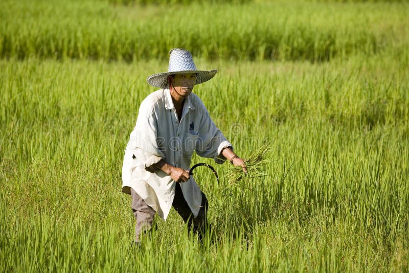 Trabalhe no campo do arroz foto de stock Trabalhe no campo do arroz foto de stock