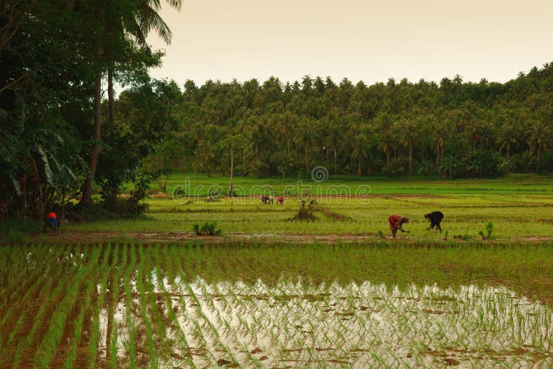 Trabalho de campo do arroz imagem de stock Trabalho de campo do arroz imagem de stock