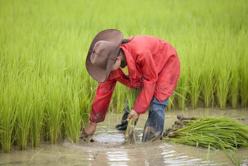 Trabalho no campo do arroz, Laos fotografia de stock royalty free Trabalho no campo do arroz, Laos fotografia de stock royalty free