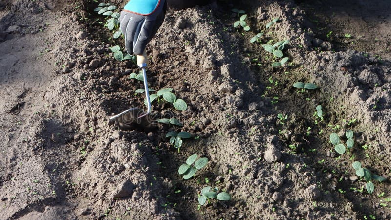 Trabalho numa mão de jardineiro a abanar luvas de segurança escavando solo com pá manual perto