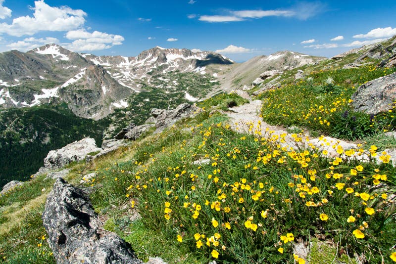 Traccia di escursione attraverso i fiori delle montagne di Colorado fotografia stock libera da diritti Traccia di escursione attraverso i fiori delle montagne di Colorado fotografia stock libera da diritti