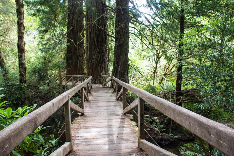 Traccia di escursione attraverso la foresta di vecchia crescita nel parco nazionale della sequoia in California immagine stock Traccia di escursione attraverso la foresta di vecchia crescita nel parco nazionale della sequoia in California immagine stock
