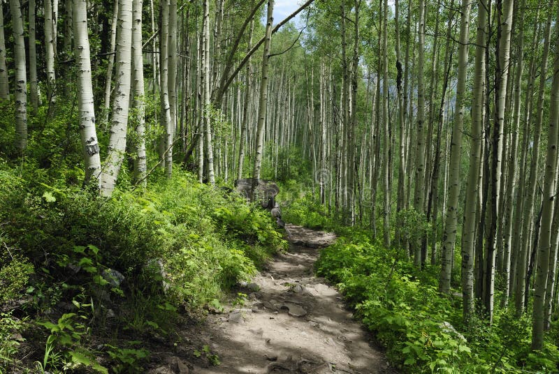 Traccia di escursione in montagne rocciose del Colorado fotografie stock libere da diritti Traccia di escursione in montagne rocciose del Colorado fotografie stock libere da diritti