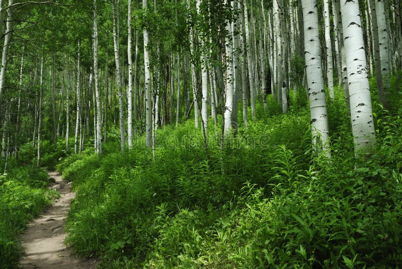 Traccia di escursione in montagne rocciose del Colorado fotografia stock libera da diritti Traccia di escursione in montagne rocciose del Colorado fotografia stock libera da diritti