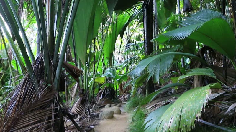 Traccia turistica in Vallee de Mai Nature Reserve