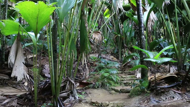 Traccia turistica in Vallee de Mai Nature Reserve