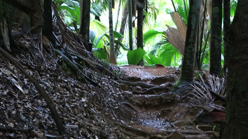 Traccia turistica in Vallee de Mai Nature Reserve