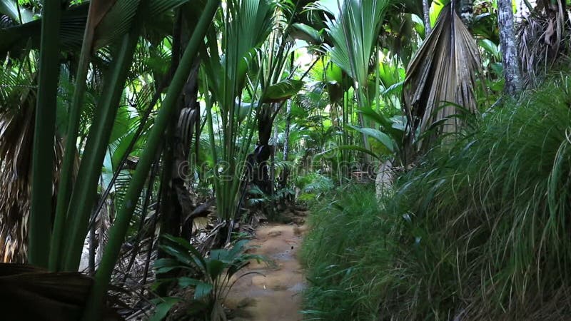 Traccia turistica in Vallee de Mai Nature Reserve