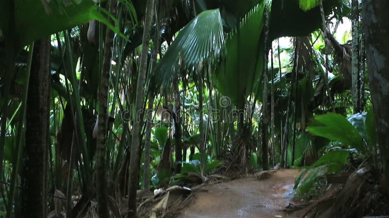 Traccia turistica in Vallee de Mai Nature Reserve