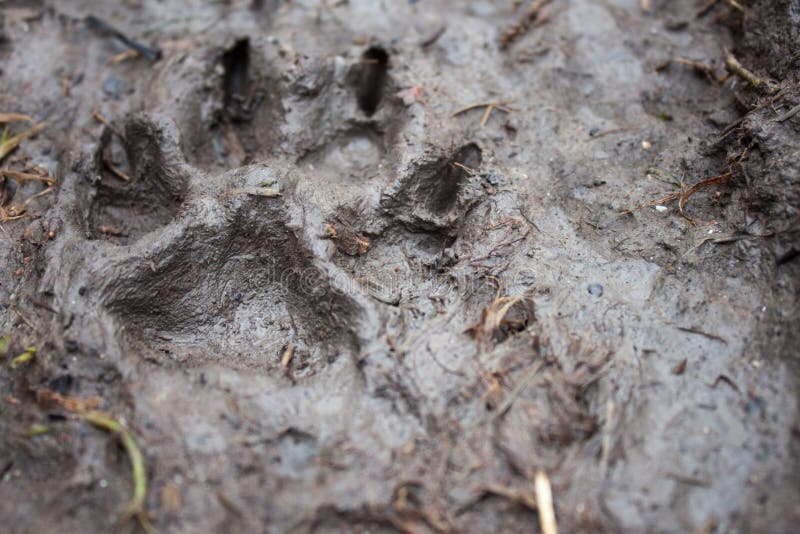 Trace of a dog stock image