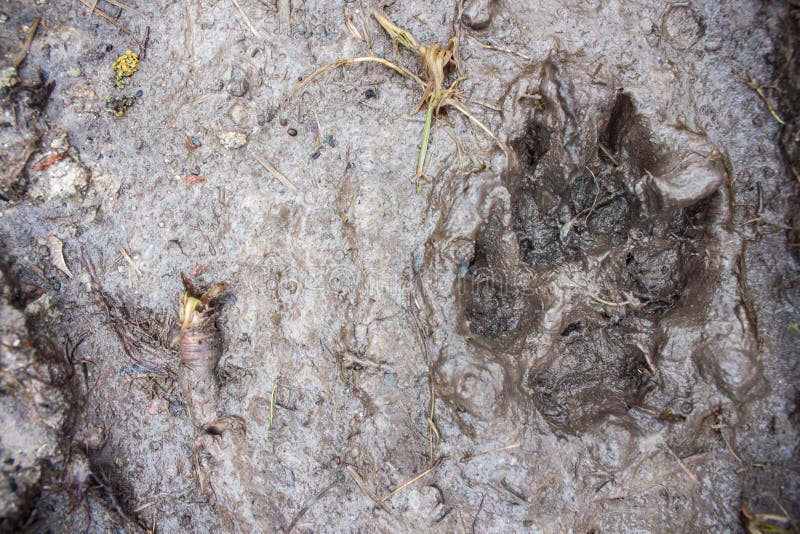 Trace of a dog stock photography