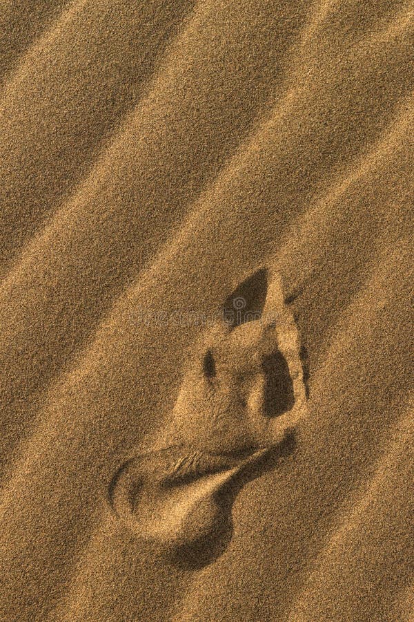 Trace Of per kal höger fot på sanden Enkelt fotspår av kal fot på gul sand Skinande fotavtryck i sand på stranden I arkivfoton Trace Of per kal höger fot på sanden Enkelt fotspår av kal fot på gul sand Skinande fotavtryck i sand på stranden I arkivfoton