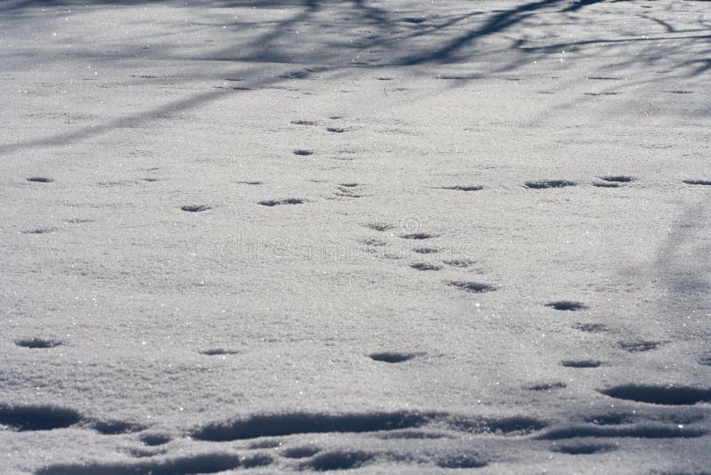 Traces of animals in snow. Deer, moose, wolf, fox, dog, cat paws footprints in the forest. royalty free stock photos Traces of animals in snow. Deer, moose, wolf, fox, dog, cat paws footprints in the forest. royalty free stock photos