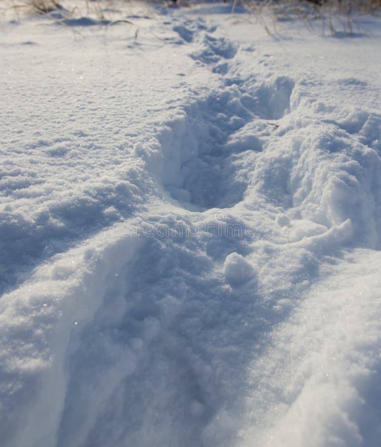 Traces d'un homme dans la neige en hiver images stock Traces d'un homme dans la neige en hiver images stock