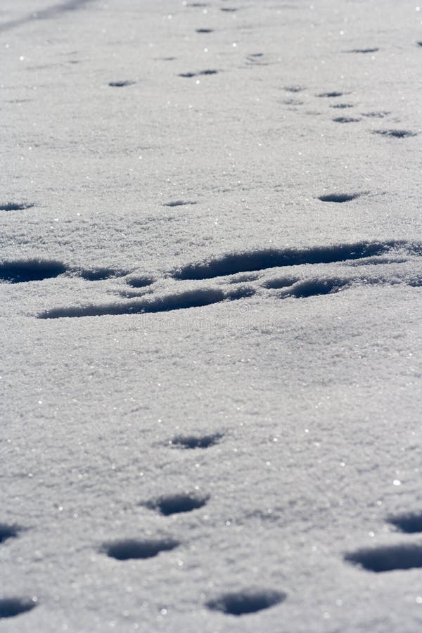 Traces des animaux dans la neige photographie stock Traces des animaux dans la neige photographie stock