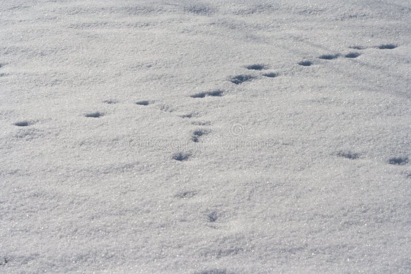 Sur la piste des traces d'animaux dans la neige 