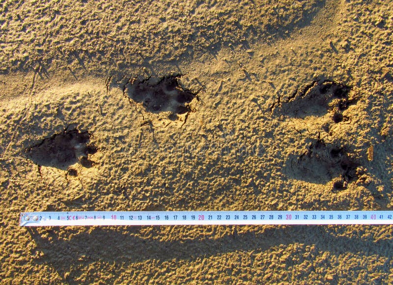Otter tracks in mud stock image. Image of coyote, dirty - 42673881