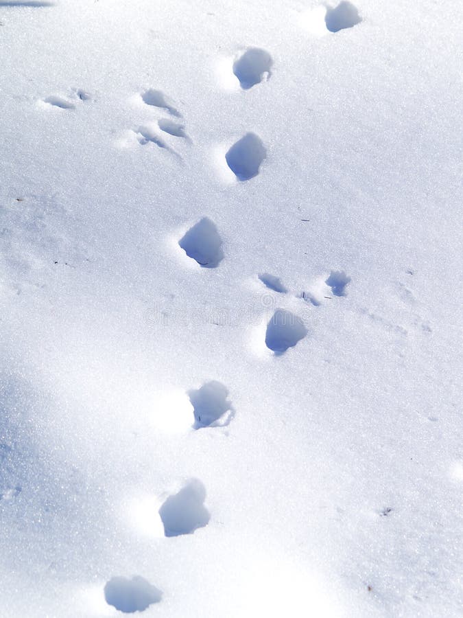 Traces of Rabbit in the Snow Stock Photo - Image of hill, full: 58619932