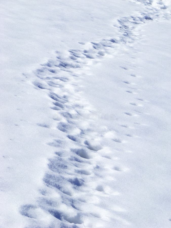 Traces in snow