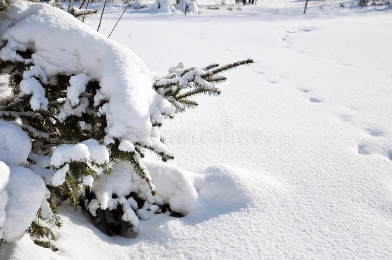 Traces in the snow