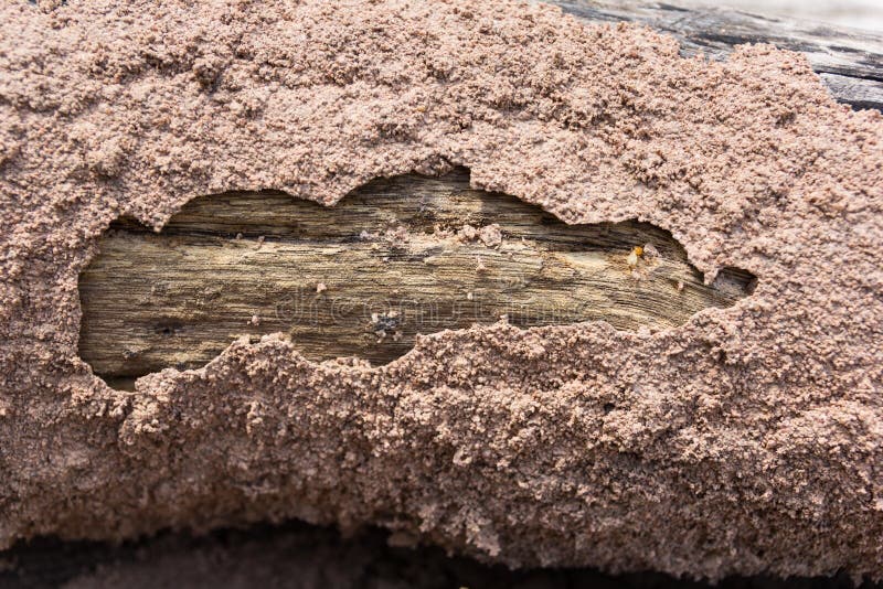 Traces of Termites Eat on Old Wood Stock Photo Image of chemical