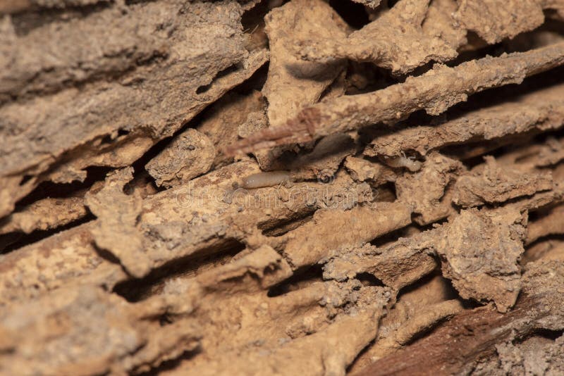 Traces of Termites Eat Wood,animals that Destroy Wood Stock Photo