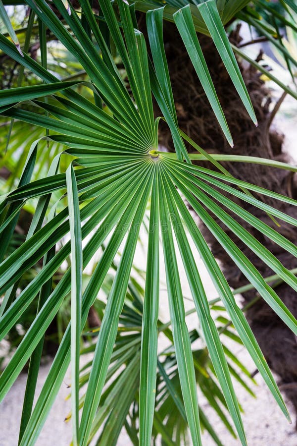 Trachycarpus fortunei palm tree leaf close up weed palm from china.