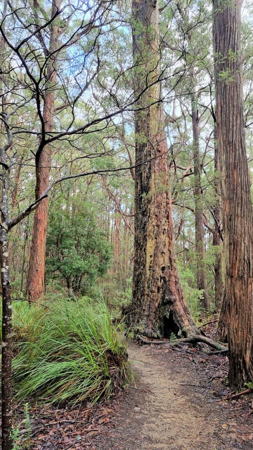 Track on the Hiking Trail at Cape Raoul