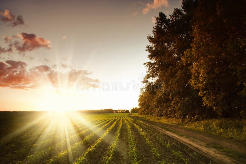 Track near corn field