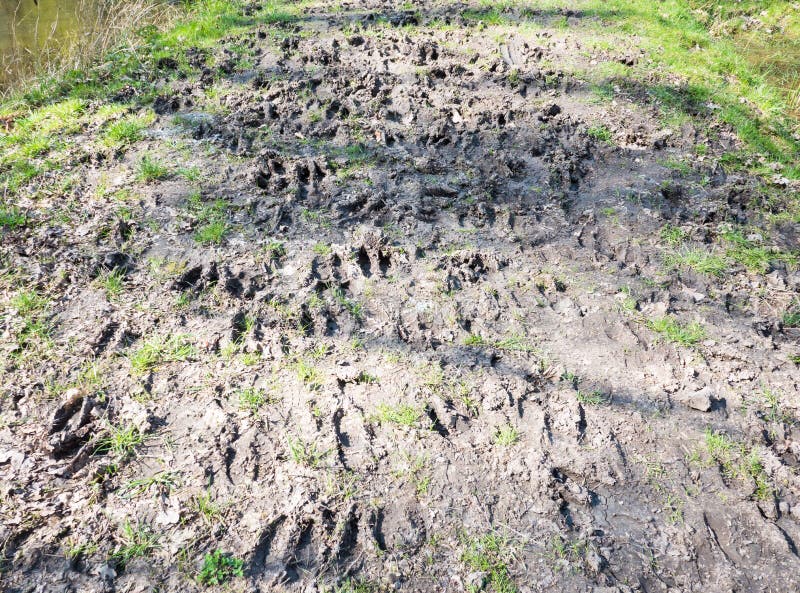 Следы кабанов на земле