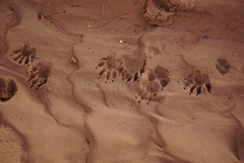 Tracks of a raccoon. stock image. Image of raccoon, animal - 49542813