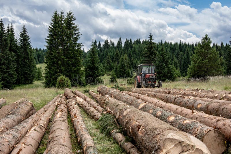 Tracteur rouge tirant des rondins d'arbre pour l'industrie de bois de construction Abattage de la for?t photo stock Tracteur rouge tirant des rondins d'arbre pour l'industrie de bois de construction Abattage de la for?t photo stock