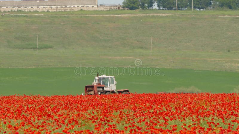 Tractor Cultivating Poppy Field