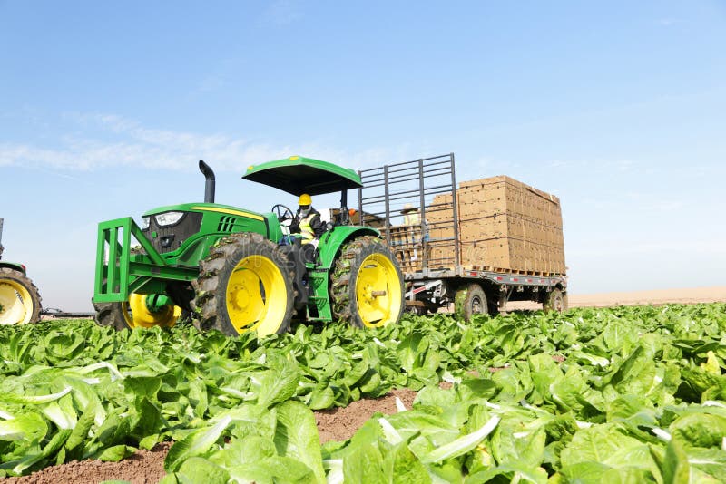 Tractor Driver Field Worker Editorial Stock Photo Image of lettuce