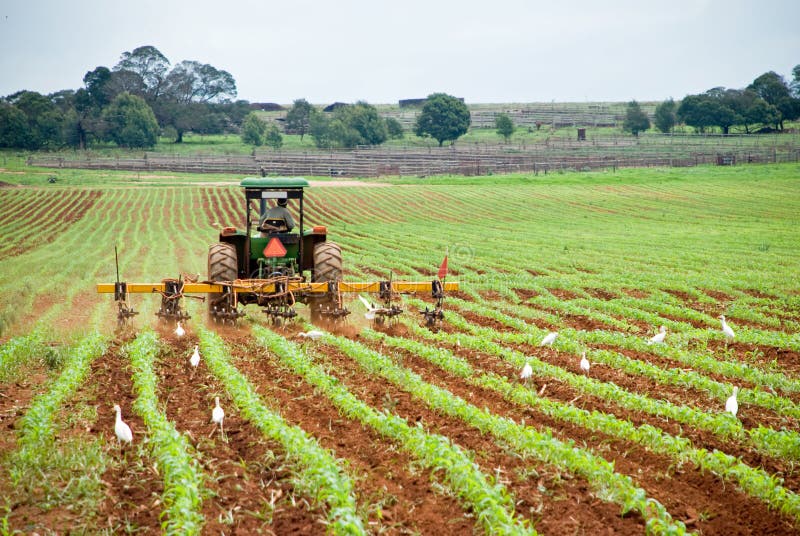 Imagen de trabajadores arada cultivo plantando de cultivos.