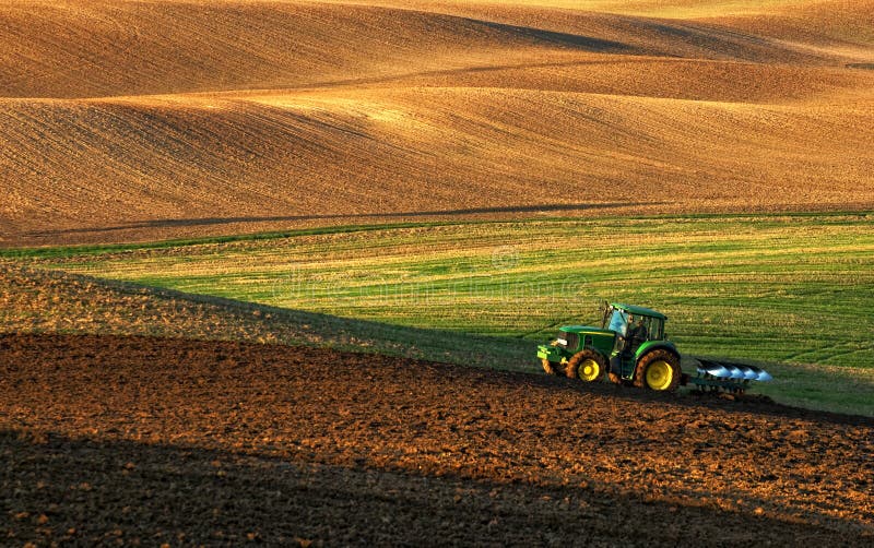 Tractor plows a field in the spring accompanied by rooks Tractor