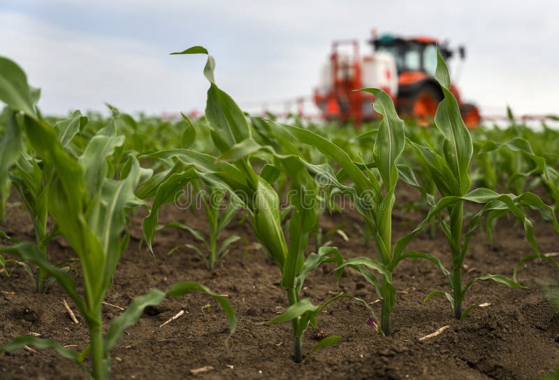 Tractor spraying corn field