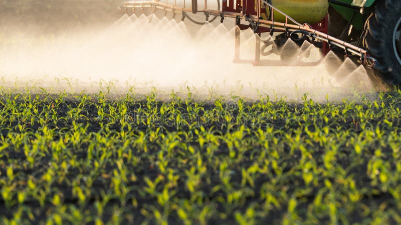 Tractor spraying pesticides at  corn field