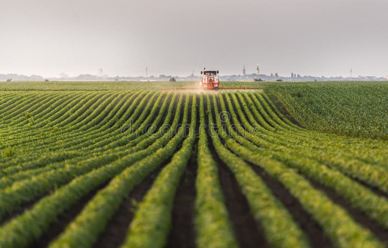 Tractor spraying soy field in sunset