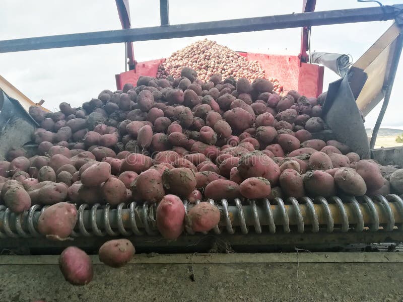 Tractor Unloading Potatoes in a Farm Stock Image Image of potatoes