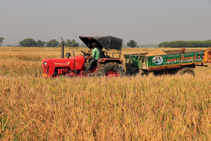 Rice planting,Kamar para,Bardhman dist. West Bengal,India Stock